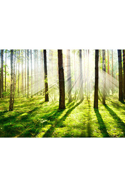 VIODESIGN Fototapet peisaje, autoadeziv, Raze Padure , multicolor,80x120 cm PE65