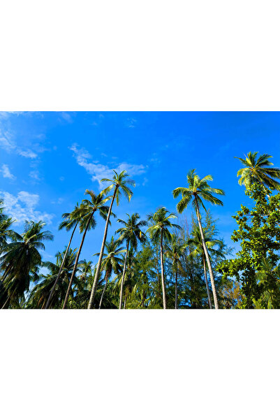 VIODESIGN Landscape wallpaper, self-adhesive, Exotic, multicolor, 80x120 cm P...