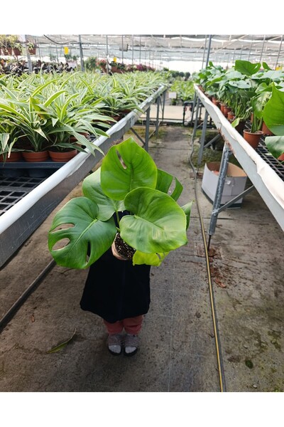bitkidünyam Dev Yapraklı Formlu İkili Deve Tabanı - Monstera Deliciosa Canlı ...