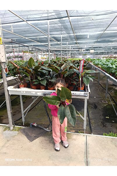 bitkidünyam Philodendron Rojo Congo Dev Yapraklı Egzotik Salon Bitkisi - Özel...