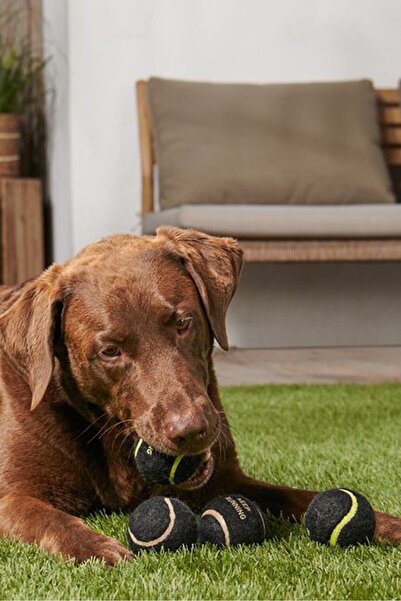 Tchibo 4 قطع من كرات ألعاب الكلاب، باللون الأسود