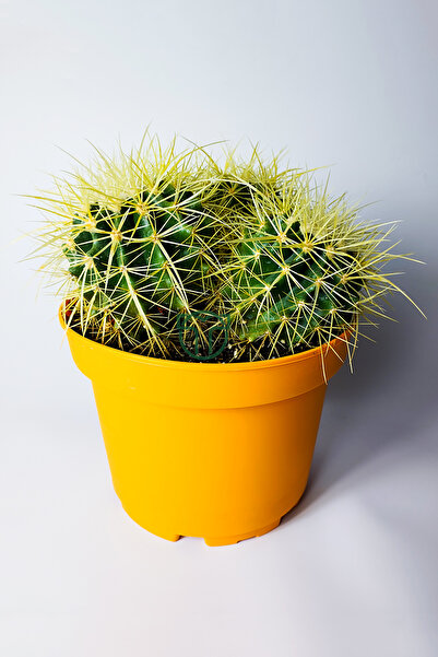 Toptan Kaktüs Büyük Boy Altın Fıçı – Multi Head Echinocactus Grusonii – 19 cm...