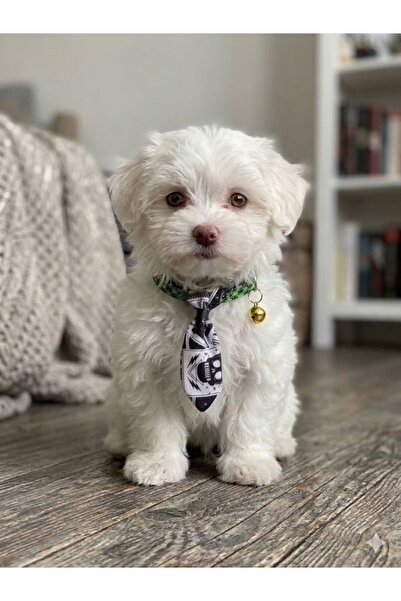 flypet Skull Patterned Tie Cat Collar & Puppy Dog Collar 13Cm-24Cm Adjustable...