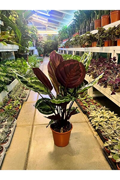 Generic Calathea Medallion Live Indoor Plant, Variegated Foliage, Deep Burgun...