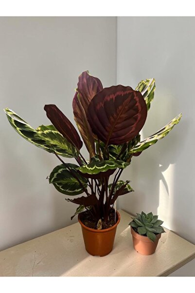 Generic Calathea Medallion Live Indoor Plant, Variegated Foliage, Deep Burgundy and Green Leaves, Potted Hou