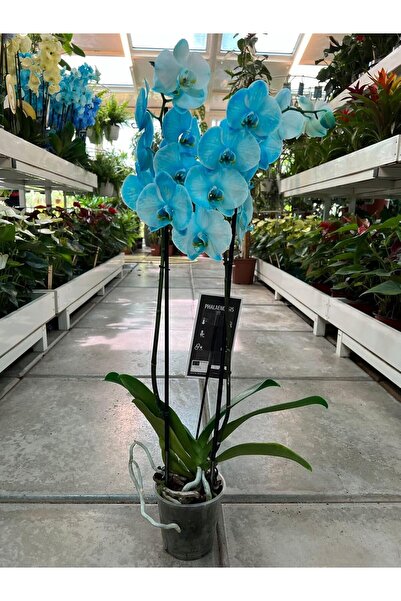 Generic Live Orchid Plant - Indoor Plant - Flowering Plant (Blue)