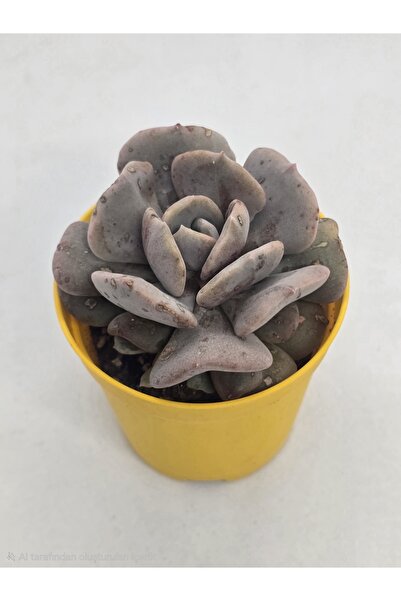 DOĞA BAHÇESİ Echeveria Cubic Frost Sukulent 5,5cm Saksılı