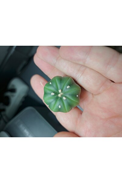 variegataseeds Astrophytum Asterias 3 adet