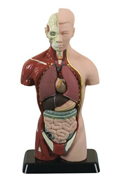 Edulab İNSAN VÜCUDU KÜÇÜK (27 CM)