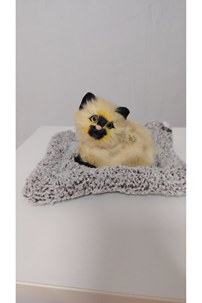 FARA Pisicuta culoarea cafea care miauna la atingere