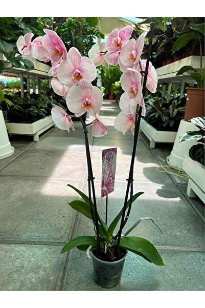 Generic Live Orchid Plant- Indoor Plant -Flowering Plant (pink)