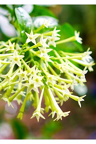 Potted Melissa Flower Seedling 10-20 cm