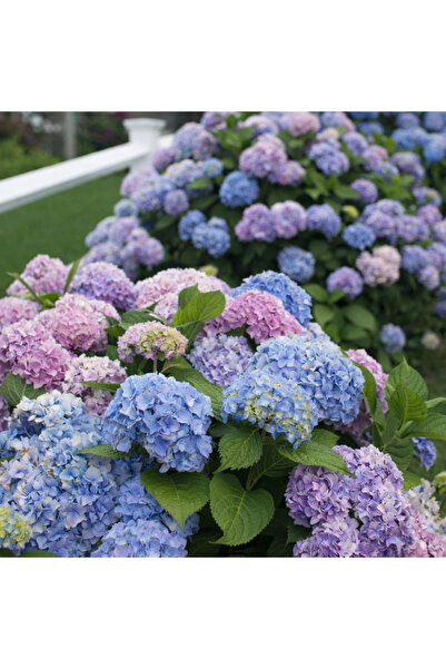 FİDANKÖY Ortanca Fidanı Karışık Renk tüplü