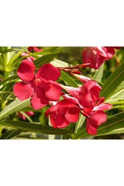 Scuba Red Oleander Seedling 2 Years (1meter)