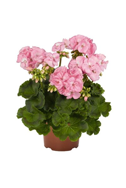 YAĞMUR BOTANİK Sardunya (açık Pembe)10 Cm Saksılı