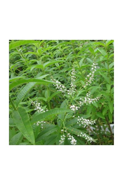 Mimoza İntense Limon Otu Çiçeği Fidanı 10-20 cm