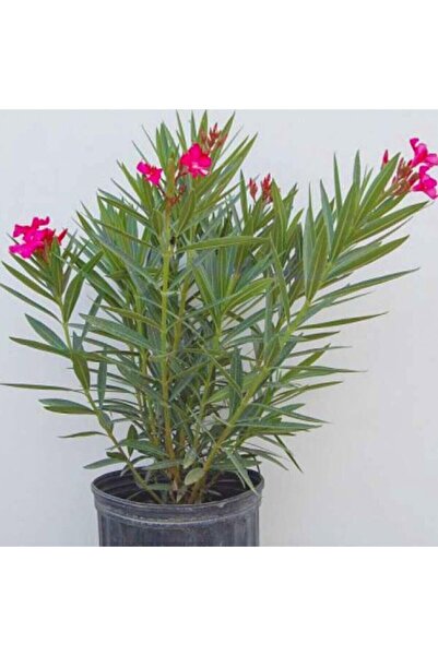 Potted Dwarf Red Flowering Oleander Sapling 10-20 cm