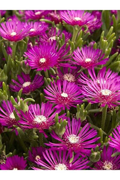 OLİMPOS TARIM Saksılı Acem Halısı Fidanı 1 Adet 10-20 Cm