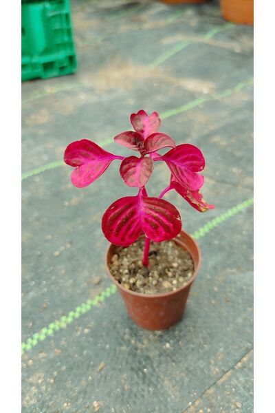 Genel Markalar Çingene Şalvarı Fidesi Fidanı 10-20 cm