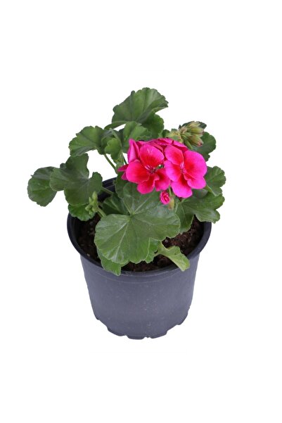 HOBİ VE BAHÇE Sardunya Çiçeği Saksı'da - Pelargonium - Koyu Pembe Renk