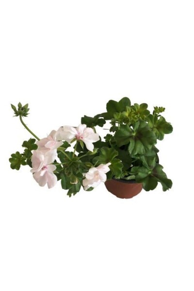 Mimoza Beyaz Sardunya Çiçeği Saksılı 10-20 cm