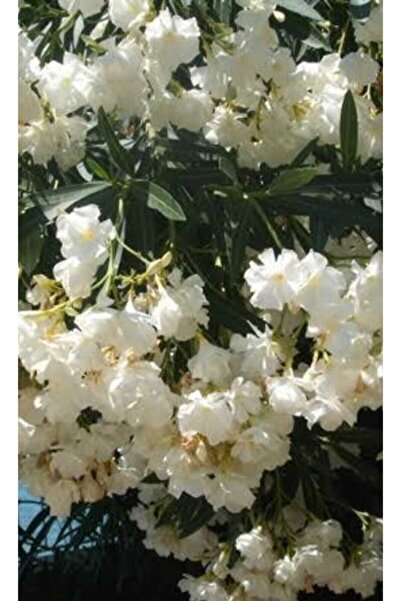 Scuba White Oleander Flower Seedling 2 Years Old