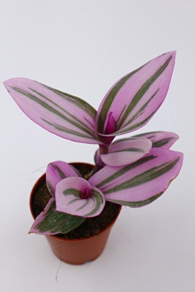 kaktuskent Tradescantia Nanouk Telgraf Çiçeği Fidanı 10-20 cm Pembe