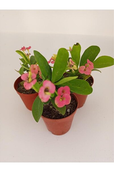 kaktüssevdam Pembe Japon Iğnesi Dikenler Tacı Euphorbia Milii Fidanı 10-20 cm
