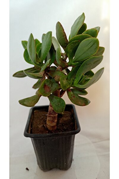 ABACA Crassula, Para Ağacı Fide 10-20 cm