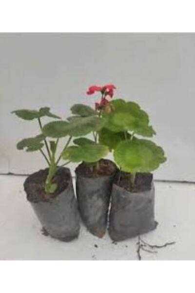 Genel Markalar Sardunya Çiçeği Fidanı Kırmızı 3 Adet Saksılı 10-20 cm