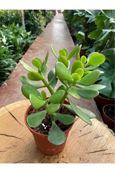 Taha Çiçekcilik Crassula Ovata Para Çiçeği Para Çiçeği Yerli Üretim 10-20 cm