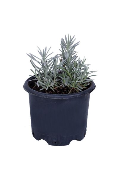 HOBİ VE BAHÇE Lavanta Saksıda (lavandula Officinalis) - Canlı Çiçek - 1.5 Litre