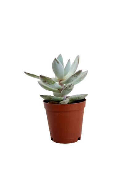 Teta Tohumculuk Şans Ağacı 8.5 cm Fidanı Crassula Ovata, Para Çiçeği,
