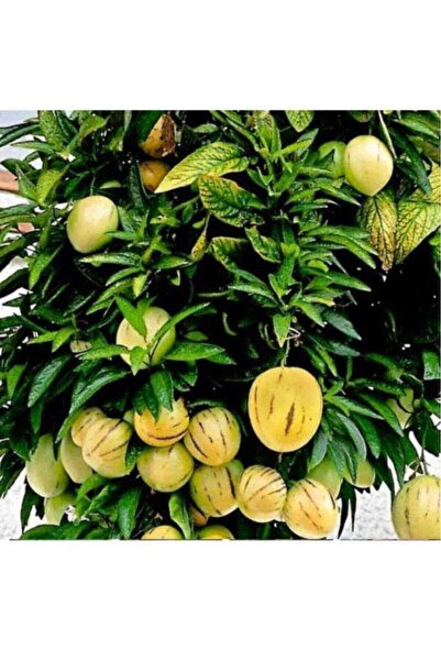 Genel Markalar Pepino Fidanı Ağaç Kavunu 10-20 cm 1 Adet