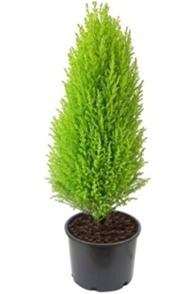 YAĞMUR BOTANİK Limon Servi Fidanı 20-30 Cm