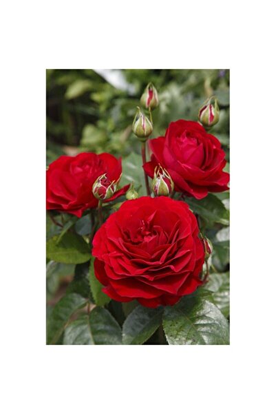 Mimoza Bordeaux Aşılı Açık Köklü Gül Fidanı