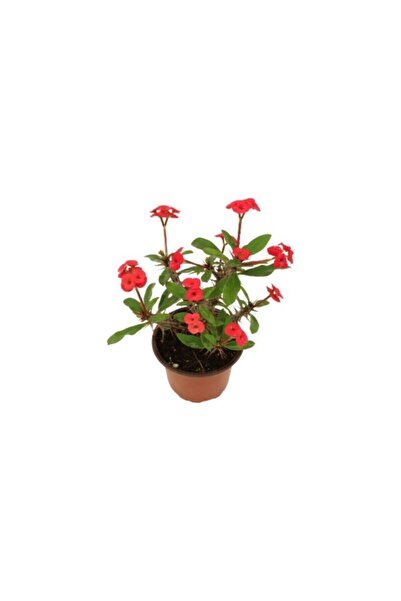 Mimoza Euphorbia Milli Dikenler Tacı Kırmızı 10-20 Cm