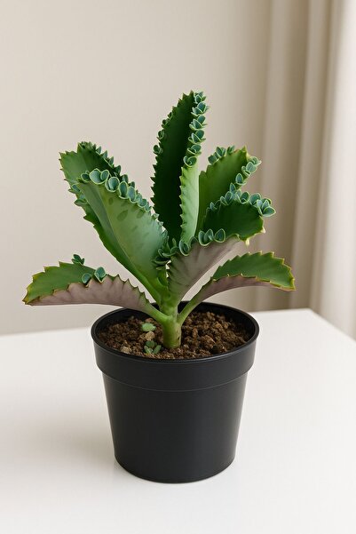 Home 2 Adet Aşkın Gözyaşı Çiçeği - Saksı: 8cm – Kalanchoe Daigremontiana – Ko...