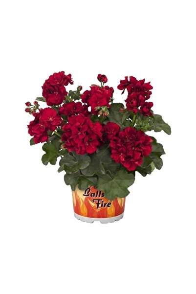 Mimoza Bordo Sakız Sardunya Çiçeği Fidanı 10-20 Cm