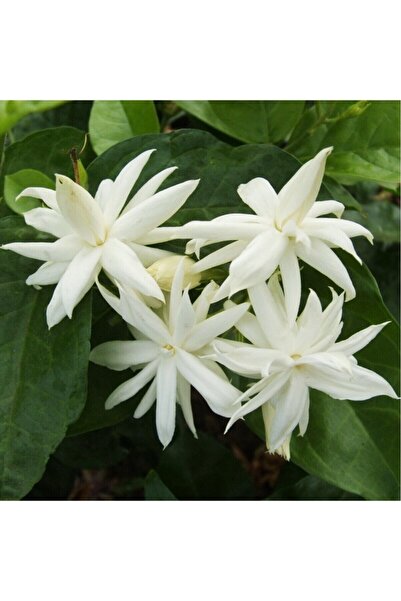 Mimoza Arap Yasemini Fidanı (Jasminum Sambac) 10-20 cm