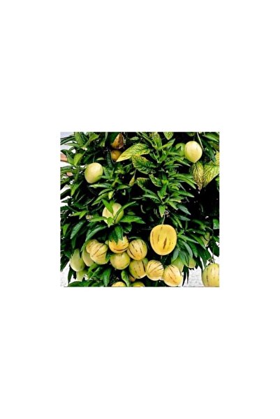 Mimoza Pepino Fidanı Tüplü 1 Adet Ağaç Kavunu 10-20 cm