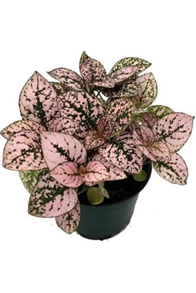 Mimoza Hostes (Hypoestes) Çilli Yaprak Çiçeği Pembe Puantiyeli 10-20 cm