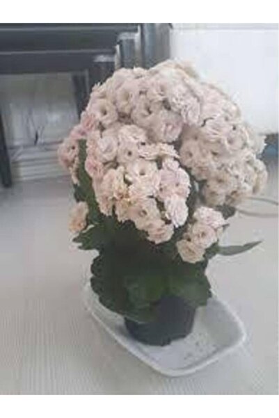 Mevsim Fidancılık Saksılı ( Açık Uçuk Pembe Renk ) Kalanşo Çiçeği 10-20 cm