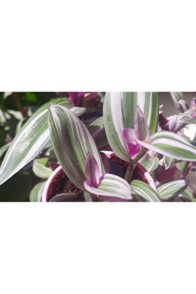 SOcactus Pembe Saksıda Tradescantia Zebrina ( Telgraf Çiçeği )