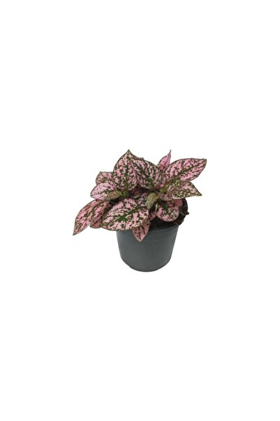 Mimoza Fittonia Hostes Çiçeği Çilli Yaprak Güzeli Pembe Yeşil 10-20 cm