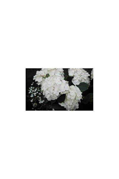 Mimoza Beyaz Ortanca Çiçeği Fidanı 10-20 cm