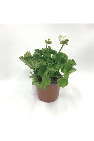 Mimoza 1 Adet Sardunya Çiçeği + 1 Adet Ceylan Gözü Fidanı 10-20 cm