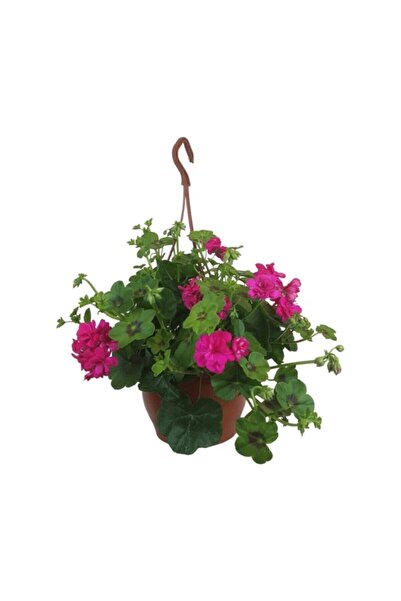 Mimoza Sakız Sardunya Çiçeği Fidanı 10-20 Cm