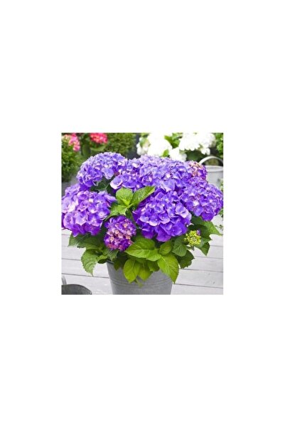 Mimoza Tüplü Mor Ortanca Çiçeği Fidanı Lila Mor 10-20 cm