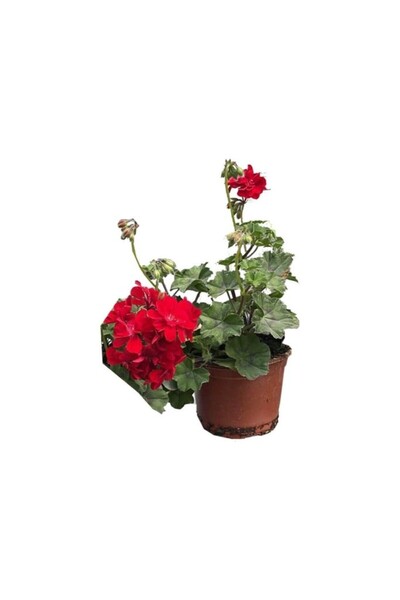 Mimoza Kırmızı Sakız Sardunya Fidanı 10-20 cm